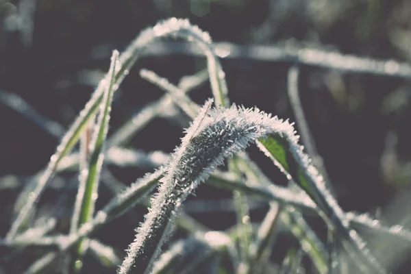 Close up photo of frosty morning grass, chilling morning. Vintag — Stock Photo, Image