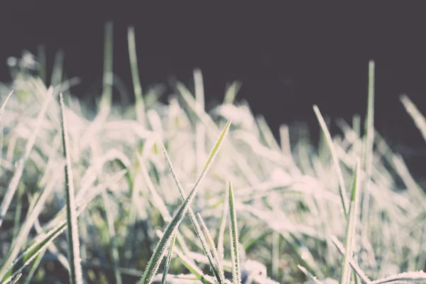 Zblízka fotografie mrazivé ranní trávy, chlazení ráno. Vinobr — Stock fotografie