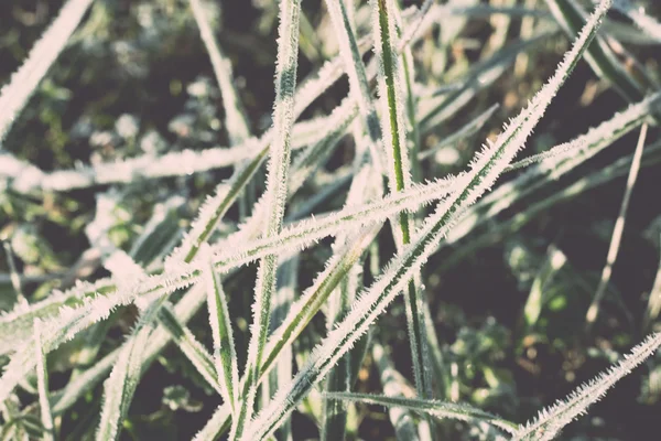 Cerca de la foto de la hierba helada de la mañana, mañana relajante. Vintag. —  Fotos de Stock