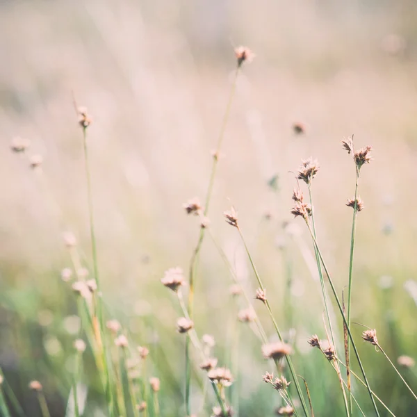 Крупним планом красива зелена трава з розмитим тлом. Вінтаж . — стокове фото