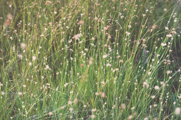 Gros plan de belle herbe verte avec fond flou. Vintage . — Photo