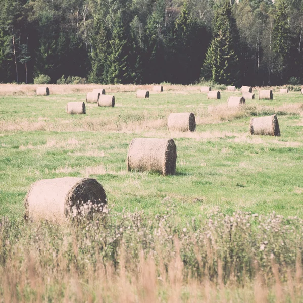 Rullar av hö i grönt fält. Vintage. — Stockfoto