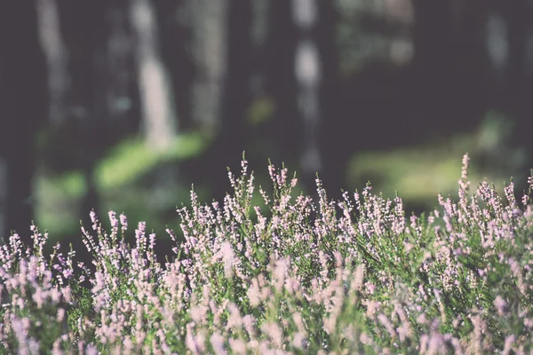 Autumn heather with bokeh. Vintage. — Stock Photo, Image