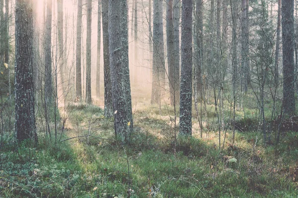 Krásných světelných paprsků v lese mezi stromy. Ročník. — Stock fotografie