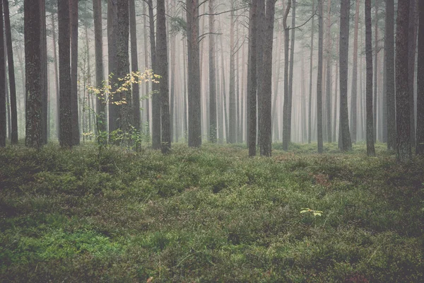 Mistige ochtend in het bos. Vintage. — Stockfoto