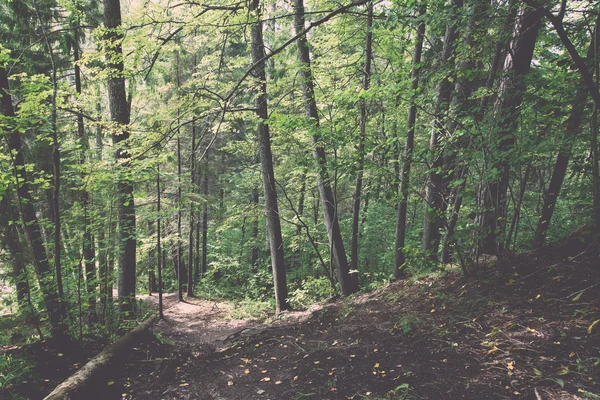 Scenic and beautiful tourism trail in the woods near river . Vin — Stock Photo, Image