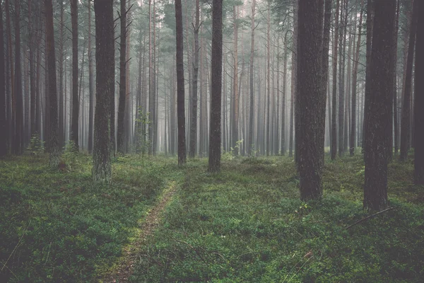 Mistige ochtend in het bos. Vintage. — Stockfoto