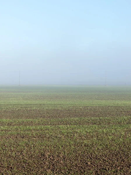 Schöne grüne Wiese im dichten Nebel — Stockfoto