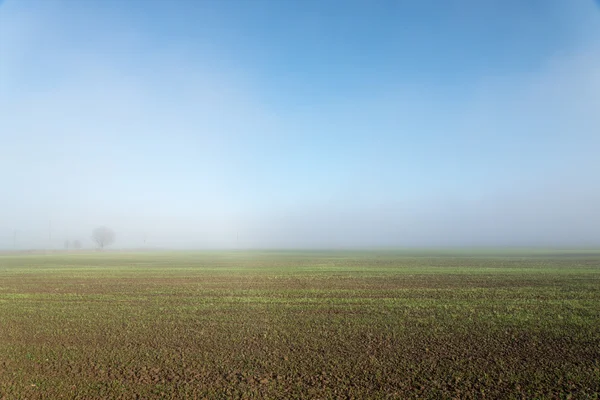 Красивый зеленый луг в тяжелом тумане — стоковое фото