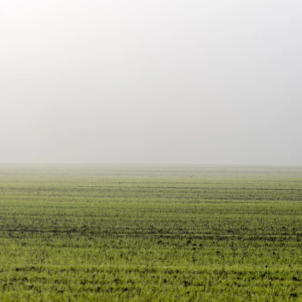 Beautiful green meadow in heavy mist — Stock Photo, Image