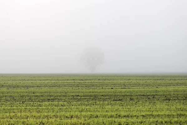 Hermoso prado verde en la niebla pesada —  Fotos de Stock