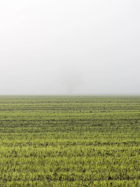 在大雾中片美丽的绿色草地 — 图库照片