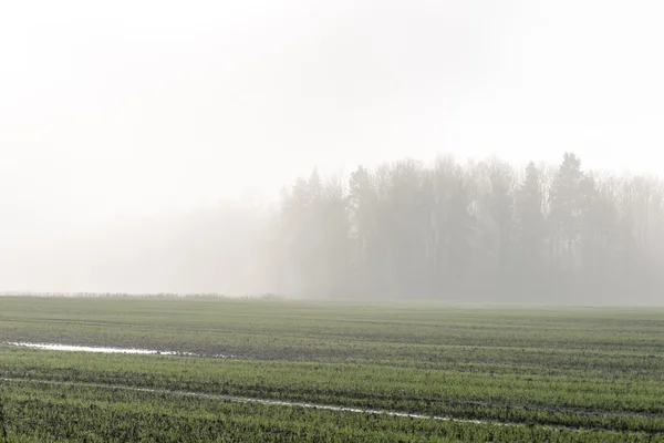 Hermoso prado verde en la niebla pesada —  Fotos de Stock