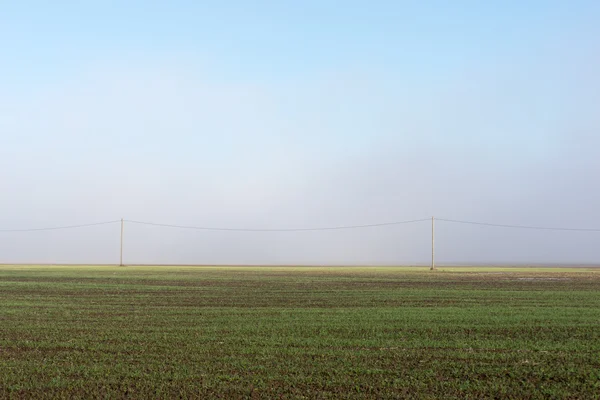 Belo prado verde em névoa pesada — Fotografia de Stock