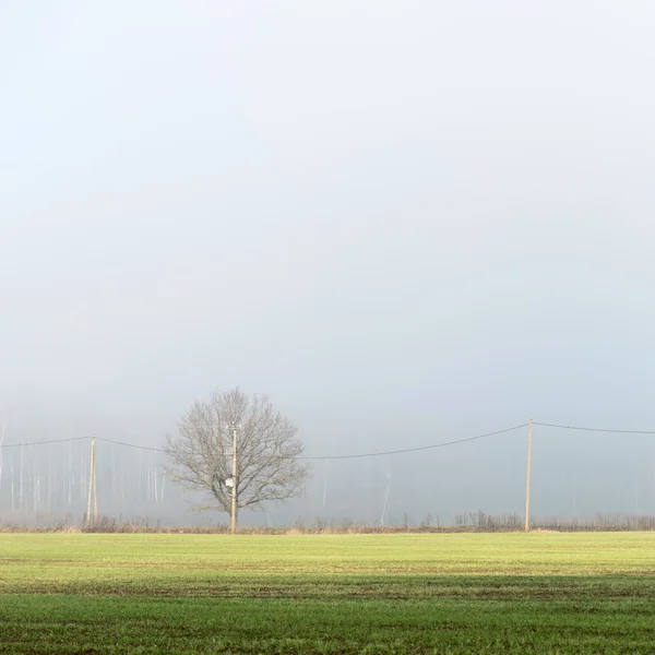 Beautiful green meadow in heavy mist — Stock Photo, Image