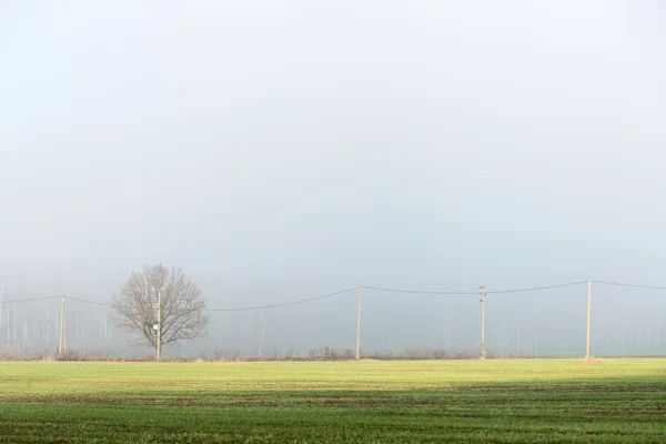 Beautiful green meadow in heavy mist — Stock Photo, Image