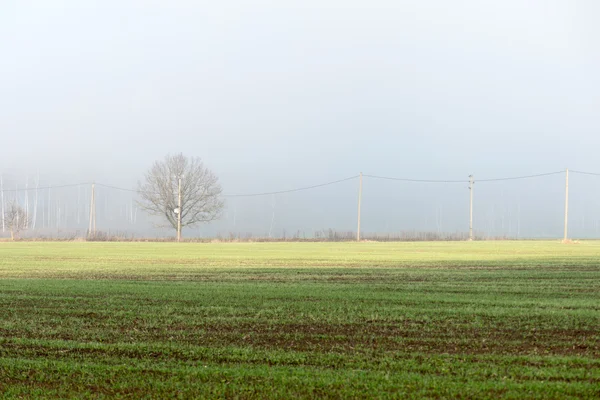 Beautiful green meadow in heavy mist — Stock Photo, Image