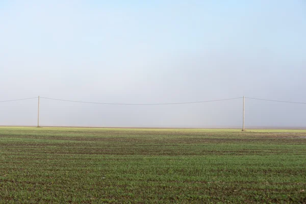 Belo prado verde em névoa pesada — Fotografia de Stock