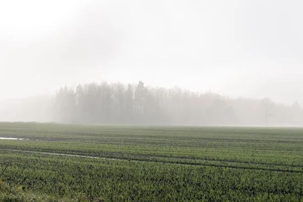 Hermoso prado verde en la niebla pesada —  Fotos de Stock