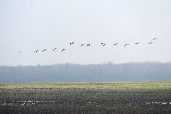 Piękny zielony łąka w ciężkich mgła — Zdjęcie stockowe