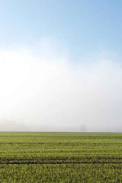 Красивий зелений луг у важкому тумані — стокове фото