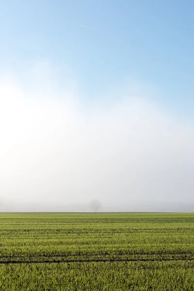 Красивий зелений луг у важкому тумані — стокове фото