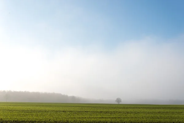 Belle prairie verte dans la brume épaisse — Photo