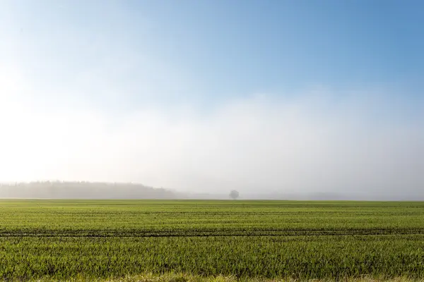 Beautiful green meadow in heavy mist — Stock Photo, Image