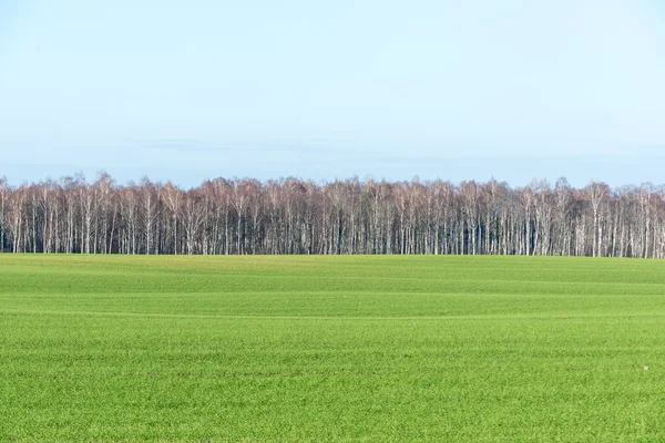 Piękny zielony łąka w ciężkich mgła — Zdjęcie stockowe