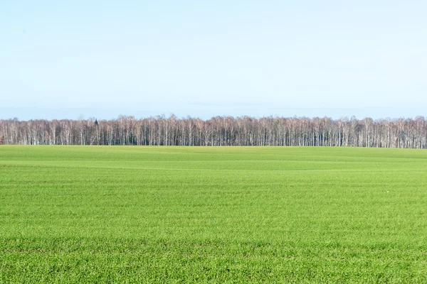 Piękny zielony łąka w ciężkich mgła — Zdjęcie stockowe