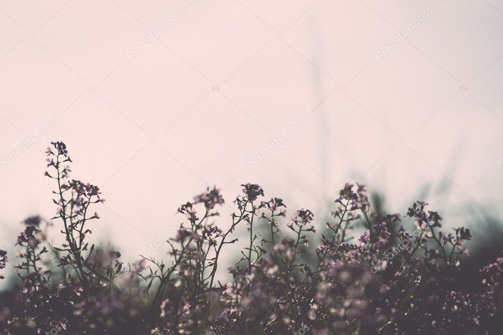 Beautiful defocus blur background with tender flowers.. Vintage.