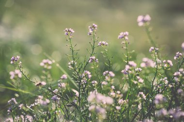 Güzel odak ihale çiçekler ile arka plan bulanıklık... Vintage.