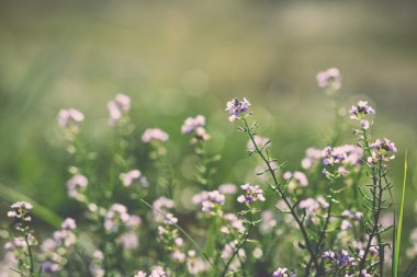 Güzel odak ihale çiçekler ile arka plan bulanıklık... Vintage.