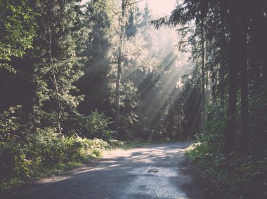 sabah güneş ışınları ile orman yolu. Vintage.