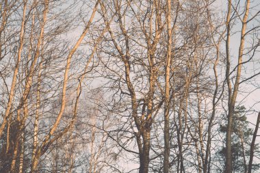 puslu ağaç dalları parlak güneş ışığı altında. Vintage.