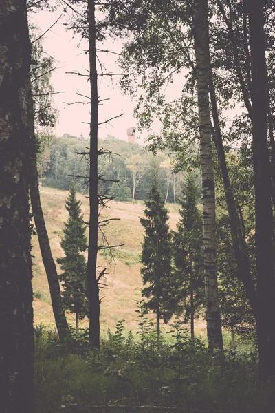 Waldstraße mit Sonnenstrahlen. Jahrgang. — Stockfoto