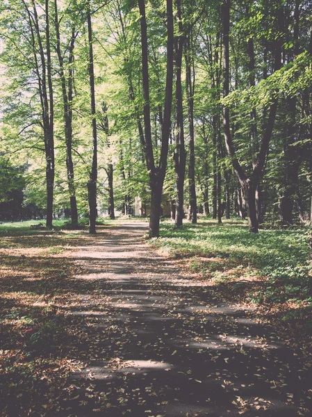 Strada forestale con raggi di sole. Vintage . — Foto Stock