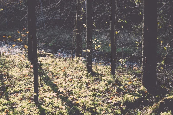 Podzimní barevné ruchu stezka v lese. Ročník. — Stock fotografie