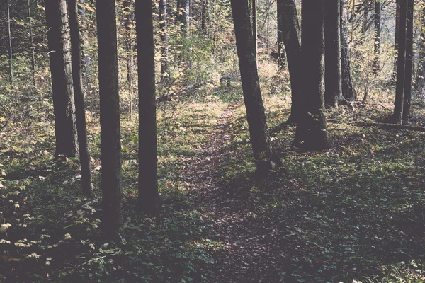 Podzimní barevné ruchu stezka v lese. Ročník. — Stock fotografie