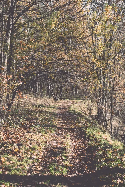 Outono trilha de turismo colorido na floresta. Vindima . — Fotografia de Stock