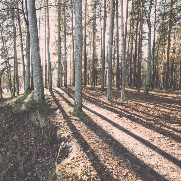 Herbstfarbener Touristenpfad im Wald. Jahrgang. — Stockfoto