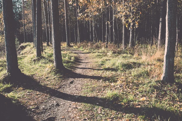 Hösten färgade turism spår i skogen. Vintage. — Stockfoto