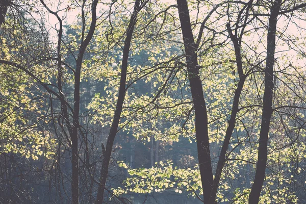 Paysage de parc vert lumineux avec des rayons de soleil et des ombres. Vintage . — Photo