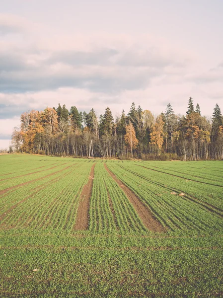 Green field with trees in the country. Vintage. — Stock Photo, Image