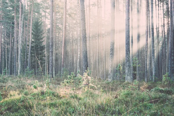 Belos raios de luz na floresta através de árvores. Vindima . — Fotografia de Stock