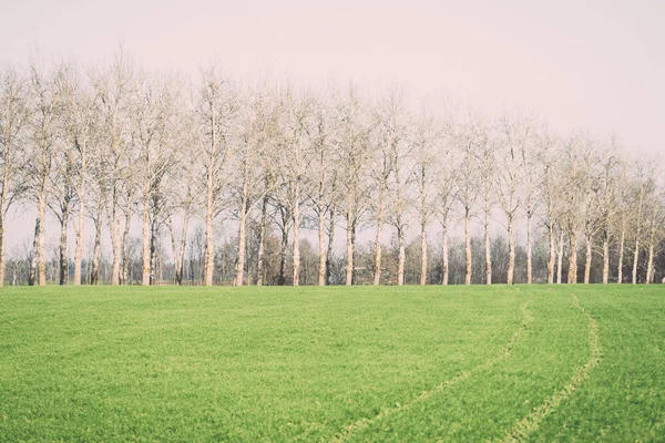 Belle prairie verte dans la brume épaisse. Vintage . — Photo