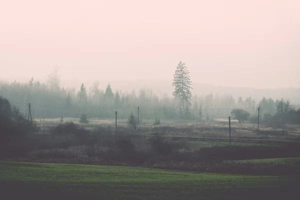 Schöne grüne Wiese im dichten Nebel. Jahrgang. — Stockfoto