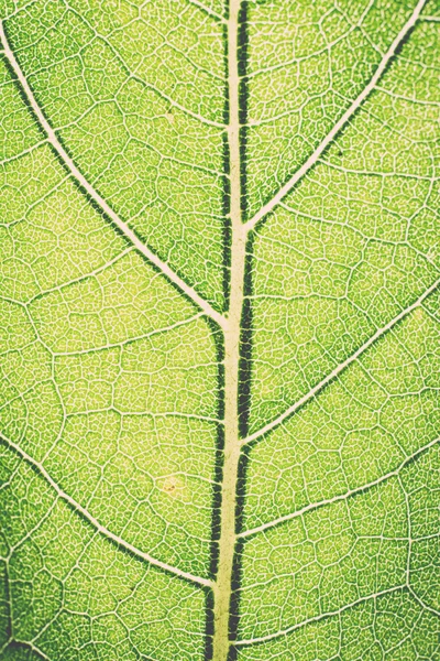 Leaf macro pattern of green. Vintage. — Stock Photo, Image
