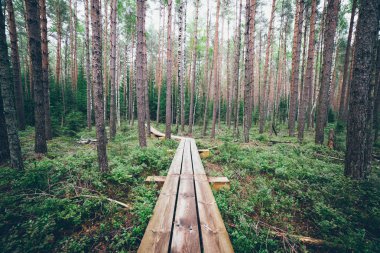 Görünüm göller ve patika ile bataklık. Retro grenli film bak.
