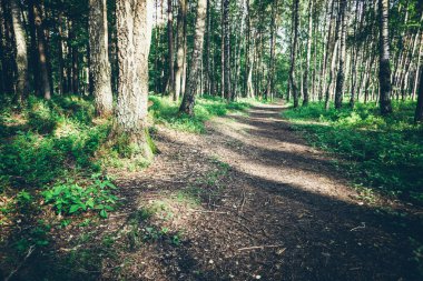 temiz orman yolu. Retro grenli film bak.